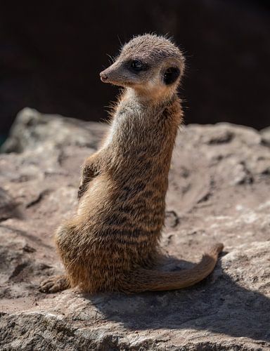 Gros plan sur un suricate vigilant