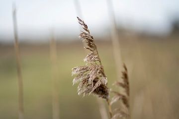 In weer en wind van Petra van Teeffelen