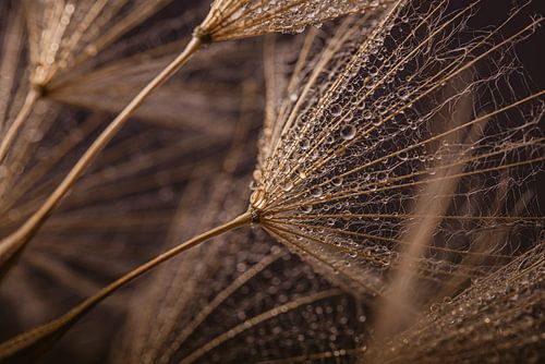 Peluche couleur bois d'un Tragopogon avec des gouttes d'eau