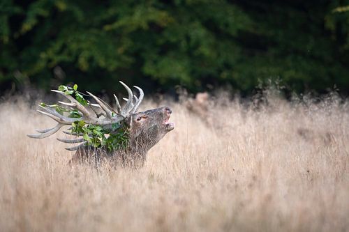 burbling red deer by Andy van der Steen - Fotografie