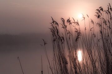 Morning haze van Rik Verslype