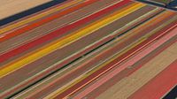 Aerial bulb field with beautiful bright colors