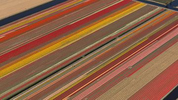 Aerial bulb field with beautiful bright colors by aerovista luchtfotografie