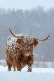 Eiszeit von Ronald Kamphuis