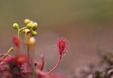 Zonnedauw, het bekende vleesetende plantje van Natuurpracht   Kees Doornenbal