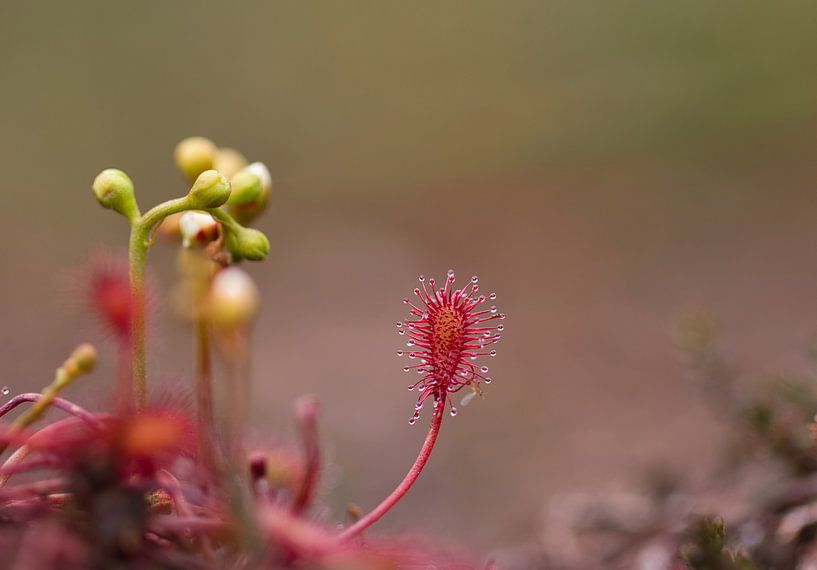 Sundew, the famous carnivorous plant by Natuurpracht   Kees Doornenbal