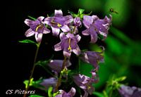 Blume im Wald