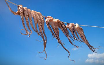 Octopus hangt te drogen in de zon van Floyd Angenent