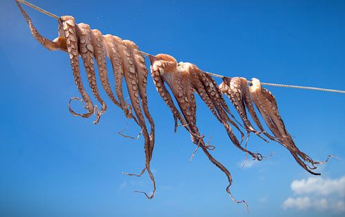 Octopus hangt te drogen in de zon