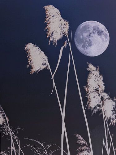 Nacht in het riet