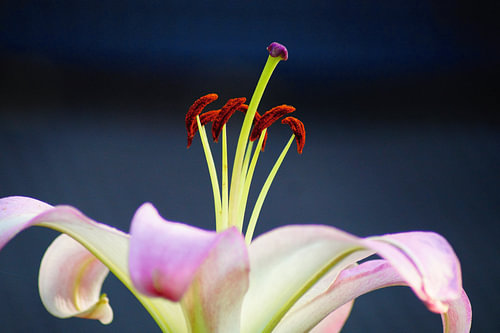 Lily in bloom