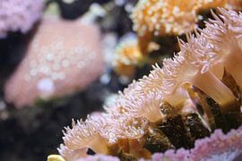 Koraal by Anne Sparidans