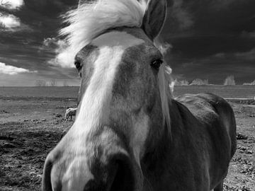 Haflinger in de wind