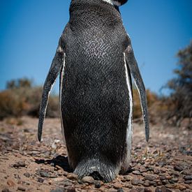 Peng winner by BL Photography