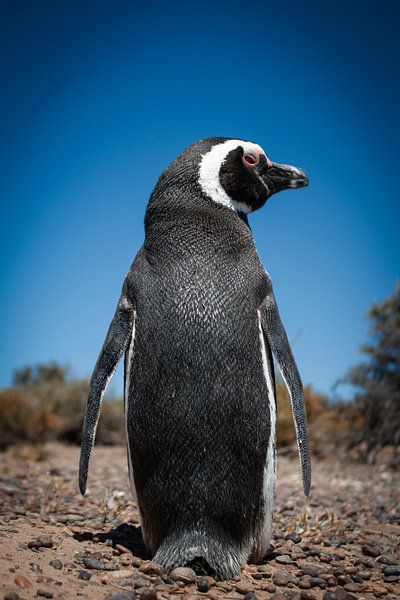 Peng winner van BL Photography