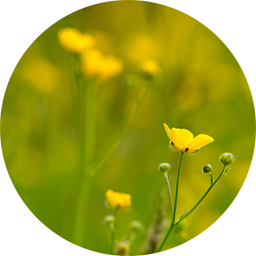 Geel en groene grasvelden