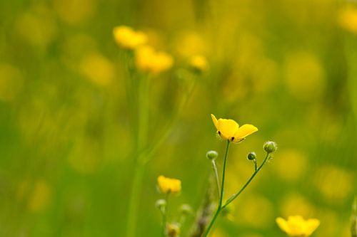 Geel en groene grasvelden