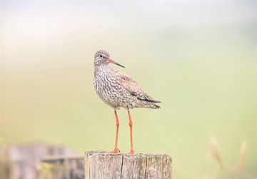 tureluur vogel in weiland van natascha verbij