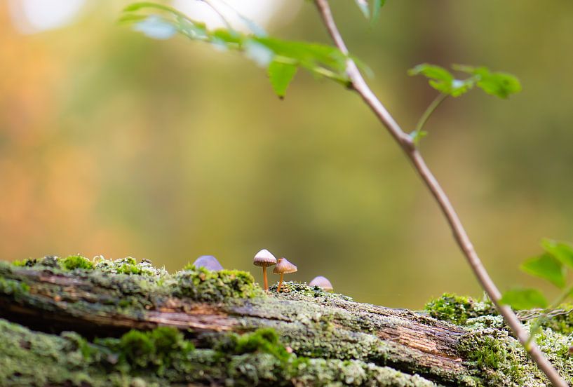 mini fungi by Tania Perneel