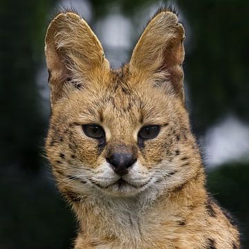 Portret van de Serval van Robert Jan Smit