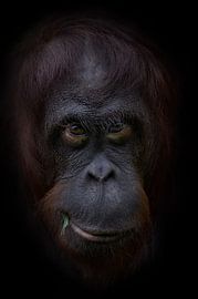 Funny orangutan face by Ron Meijer Photo-Art