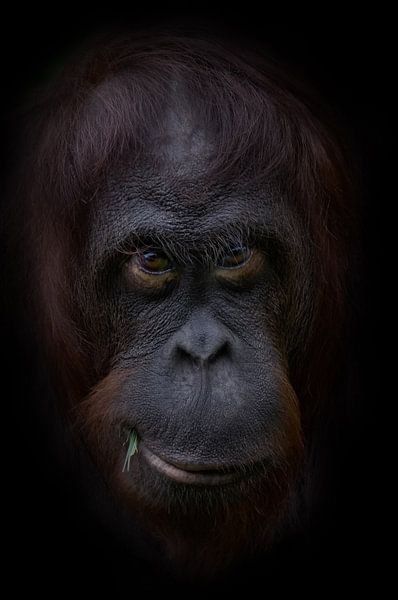 Grappige orang oetan gezicht par Ron Meijer Photo-Art