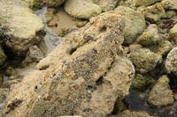 Croc-rock
