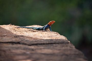 kenya salamander, kolonisten draak met oranje kop van Fotos by Jan Wehnert