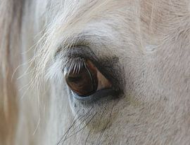 Paardenoog schimmel by Ilona Bredewold