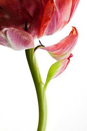 Tulipe sur Henk Leijen