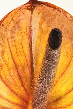 Anthurium dans la glace 1 sur Marc Heiligenstein