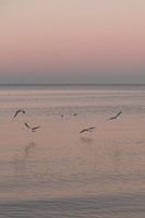Flying seagulls in a pink world