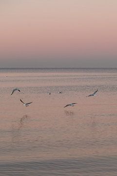 Flying seagulls in a pink world by Joke van Veen