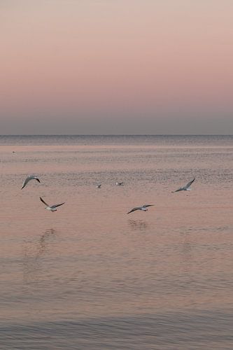 Fliegende Möwen in einer rosa Welt