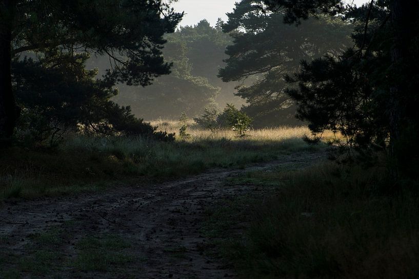 Durch den Blick in den Wald von Maaike Krimpenfort