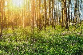 L'idylle de la forêt sur Claudia Evans
