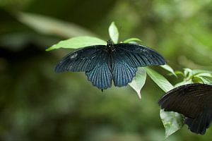 Vlinder von Jelle  Beuzekom