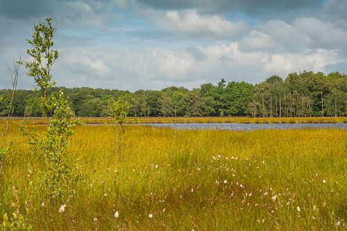 Nationaal Park Dwingelderveld