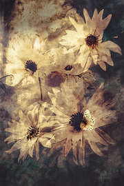 Golden Indian summer by Studio Mirabelle