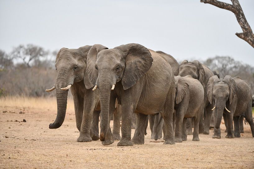 Troupeau d'éléphants par Robert Styppa