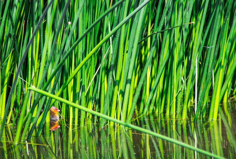 Meerkoet (rietkip)  in het riet - Fulica atra by Ilse Schoneveld