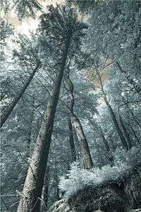 Wald zwischen Stein und Licht