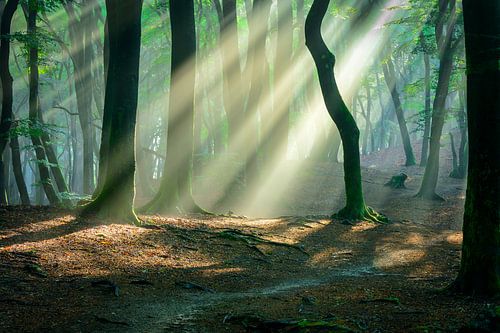 Zonneharpen in het bos