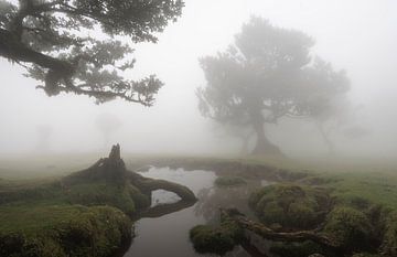 Sprookjesbos van Madeira I
