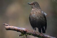 Blackbird Portrait