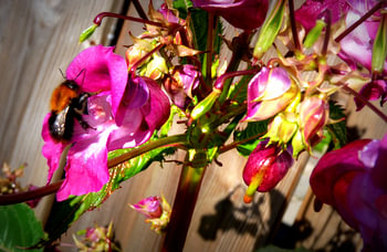 Hard werkende bij - Working Honey- Bee 