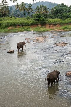 Elefanten von Sri Lanka sur Roland de Zeeuw fotografie