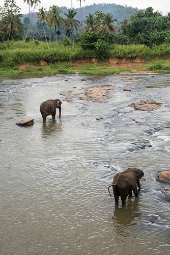 Elephants of Sri Lanka