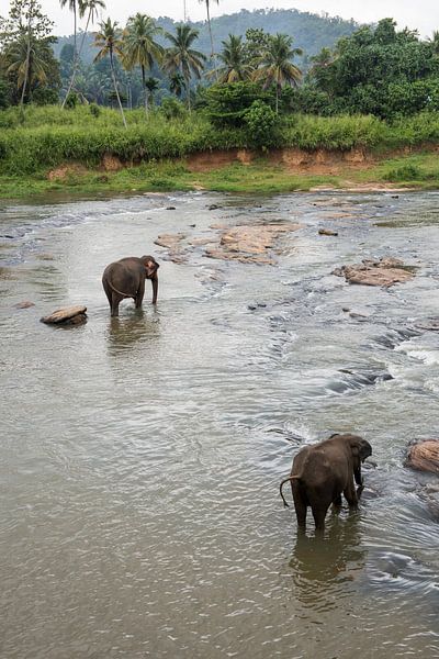 Elephants of Sri Lanka by Roland de Zeeuw