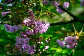 Cherry blossom in the spotlights of the sun